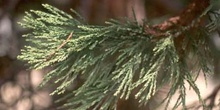 Secuoya gigante - Hojas (Sequoiadendron giganteum)