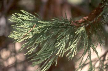 Secuoya gigante - Hojas (Sequoiadendron giganteum)