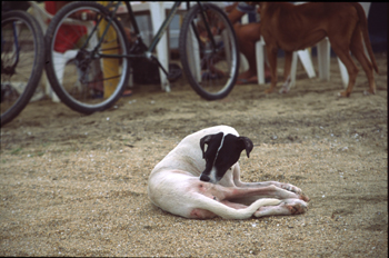 Perro en Paraty, Rio de Janeiro, Brasil