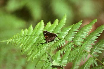 Vanesa atlanta (Vanessa atalanta)