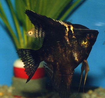 Pez angel escalar (Pterophyllum scalare)