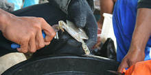 Cortando las patas de un cangrejo, Jakarta
