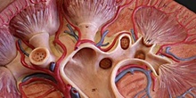 Sección de un riñón