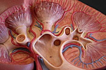 Sección de un riñón