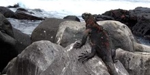 Iguana Marina, Ecuador