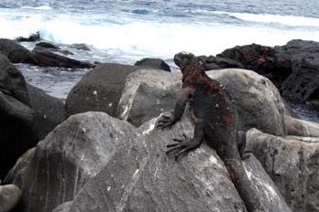 Iguana Marina, Ecuador