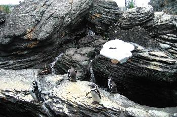 Pingüinos, Expo´98, Lisboa, Portugal