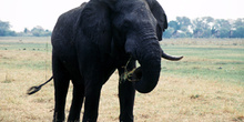 Contraluz de elefante comiendo, Botswana