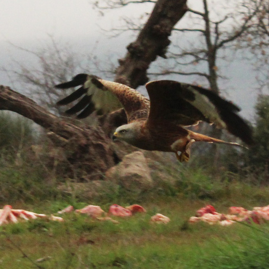 El vuelo del milano real 12