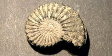 Amaltheus margaruthatus (Ammonites) Jurásico