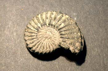 Amaltheus margaruthatus (Ammonites) Jurásico