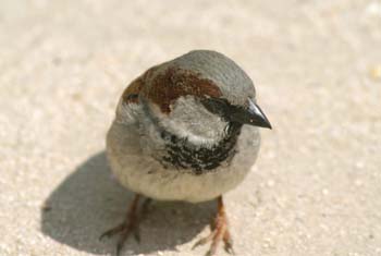 Gorrión comun (Passer domesticus)