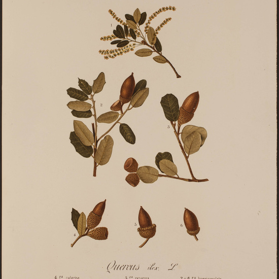 IES_CARDENALCISNEROS_HERBARIO_080