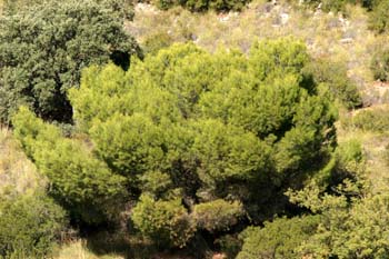 Pino carrasco - Porte (Pinus halepensis)