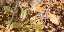 Quejigo- Hoja (Quercus faginea)