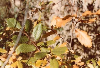 Quejigo- Hoja (Quercus faginea)