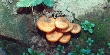 Armillaria ostoyae