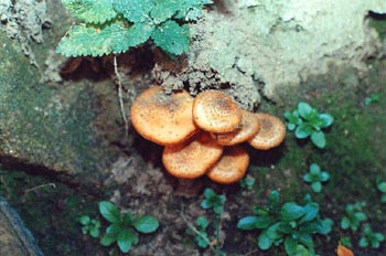 Armillaria ostoyae