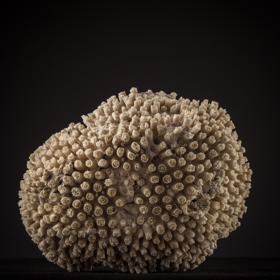 IES_SANISIDRO_BIOLOGIA_447