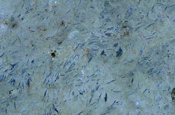 Nummulites (Foraminíferos) Paleoceno