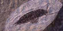 Coleóptero-Larva (Insecto) Eoceno