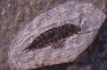 Coleóptero-Larva (Insecto) Eoceno