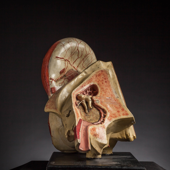 IES_CARDENALCISNEROS_ANATOMIA_MODELOS_038