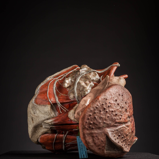 IES_CARDENALCISNEROS_ANATOMIA_MODELOS_007