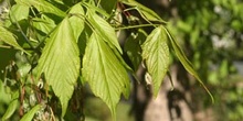 Arce negundo - Hoja (Acer negundo)