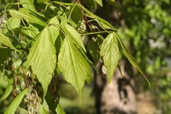 Arce negundo - Hoja (Acer negundo)