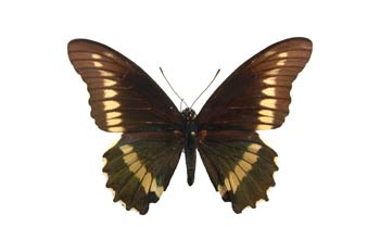 Battus archidamas (Sudamérica)