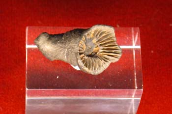 Placosmilia (Coral) Cretácico