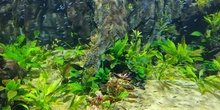 FOTOS AQUARIUM 1 6