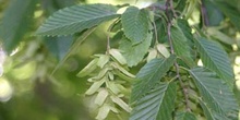 Carpe - Fruto (Carpinus betulus)