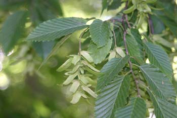 Carpe - Fruto (Carpinus betulus)