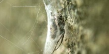 Araña (Nuctenea sp.)