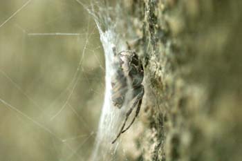 Araña (Nuctenea sp.)