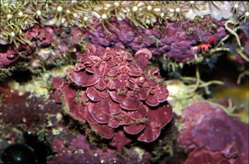 Alga calcarea (Mesophyllum sp.)