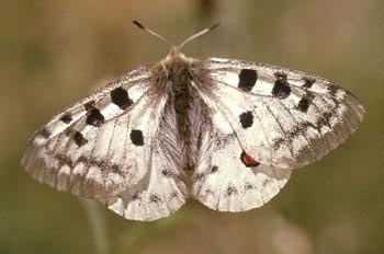 Pavón diurno - Apolo (Parnassius apollo)