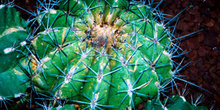 Astrophytum ornatum