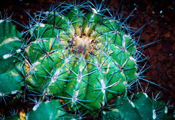 Astrophytum ornatum