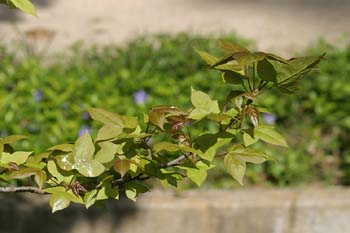 Liquidámbar oriental (Liquidambar orientalis)