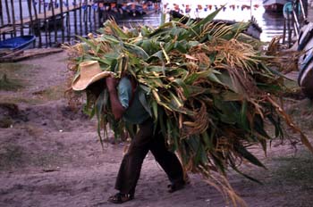 Hombre acarreando maíz en San Pedro La Laguna, Guatemala
