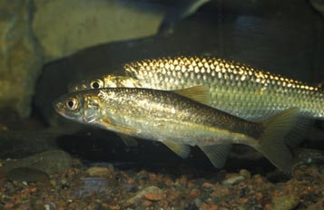 Arrecife coralino (Corales)