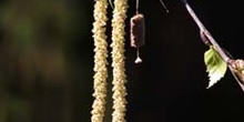 Abedul llorón - Flor (Betula pendula)