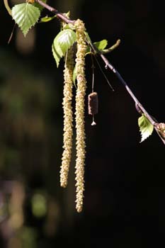 Abedul llorón - Flor (Betula pendula)