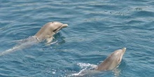 Delfín mular (Tursiops truncatus)