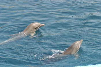 Delfín mular (Tursiops truncatus)