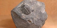 Elrathia kingii (Trilobites) Cámbrico