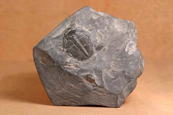 Elrathia kingii (Trilobites) Cámbrico